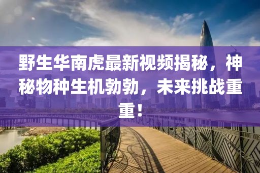 野生华南虎最新视频揭秘，神秘物种生机勃勃，未来挑战重重！