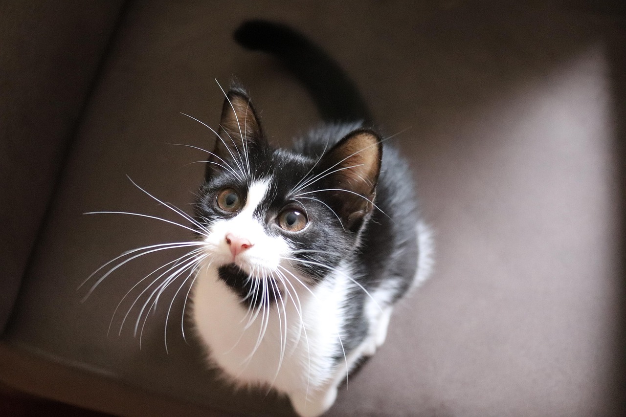 猫咪最新破解版下载攻略及注意事项