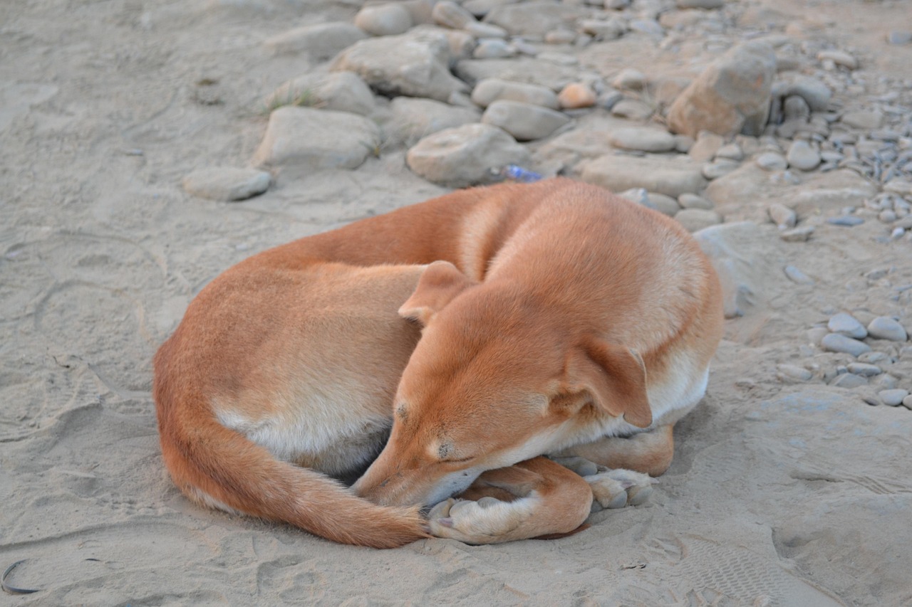 揭秘四月松狮犬行情，市场走势、品种特点与购买指南全解析