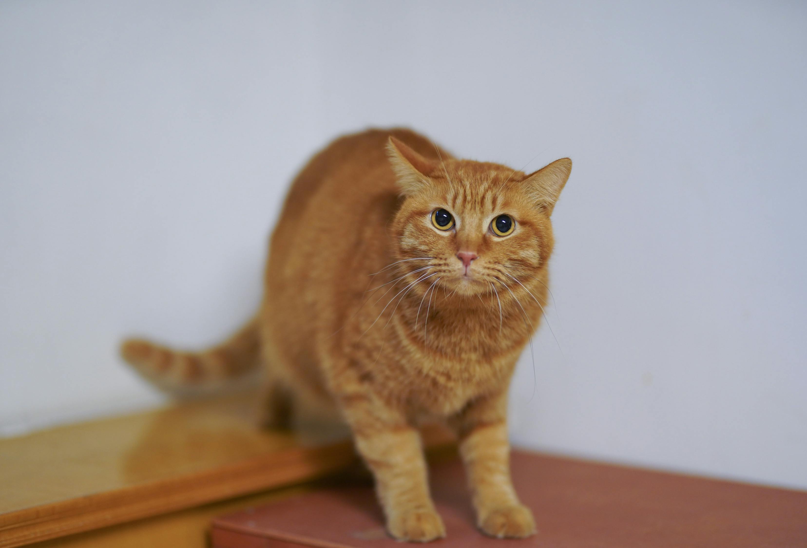 四月猫咪盛宴，一场别开生面的猫咪比赛盛宴